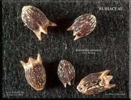   Fruits:   Sherardia arvensis ;nbsp;Photo by J. Macdonald, RSABG
